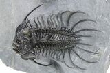 Double Spiny Quadrops Trilobite Specimen - Ofaten, Morocco #255575-3